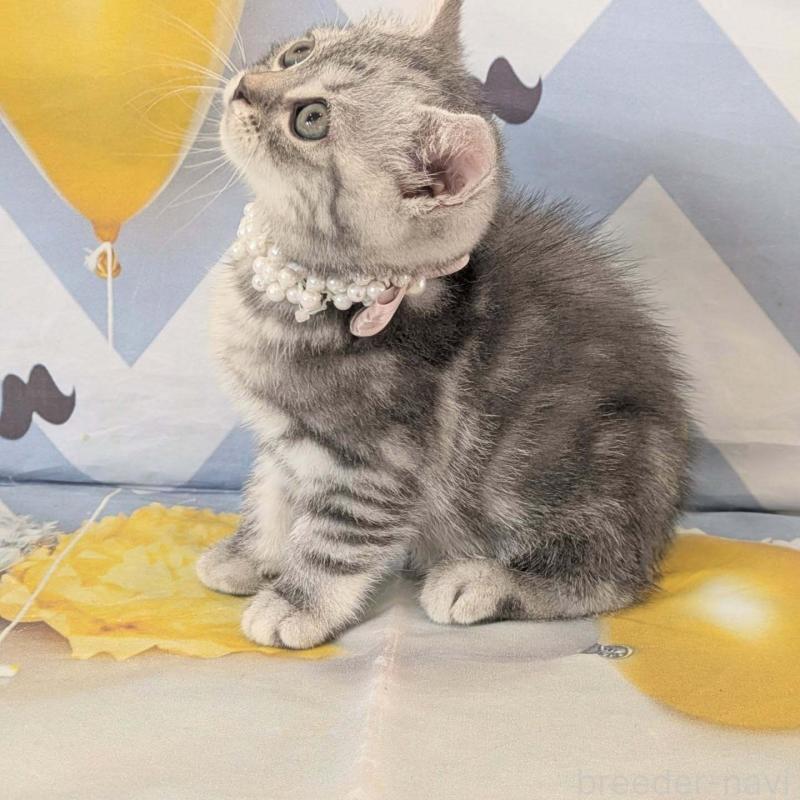 販売中の埼玉県のマンチカン-132951の4枚目