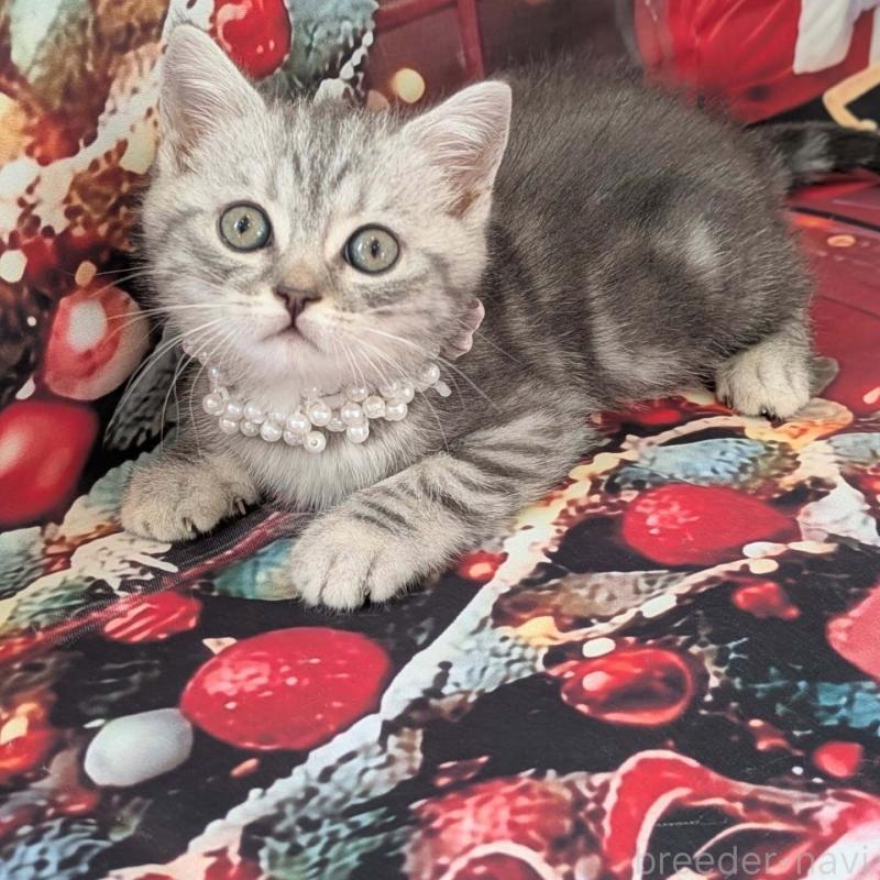 販売中の埼玉県のマンチカン-132951の3枚目