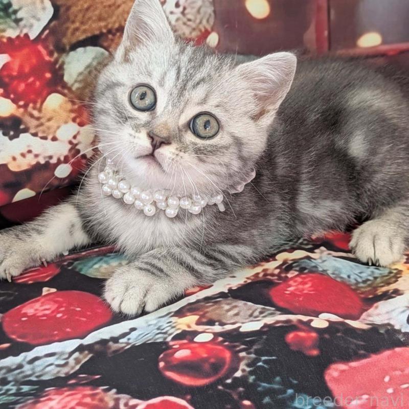 販売中の埼玉県のマンチカン-132951の2枚目