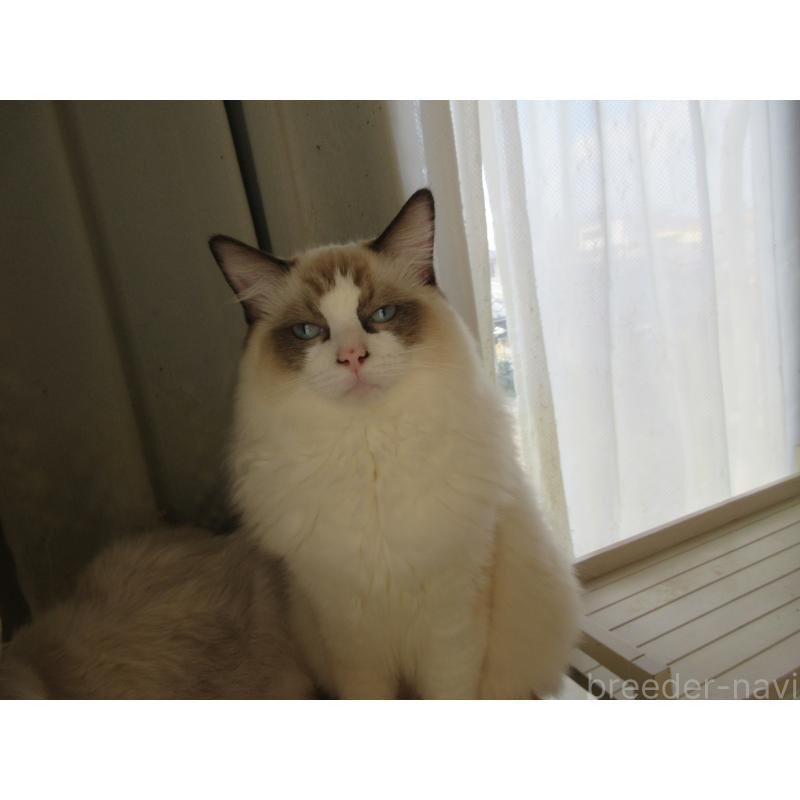 販売中の大分県のラグドール-121230の3枚目