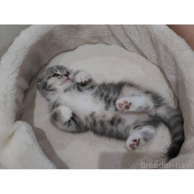 販売中の鹿児島県のスコティッシュフォールド(折れ耳)-132952の9枚目