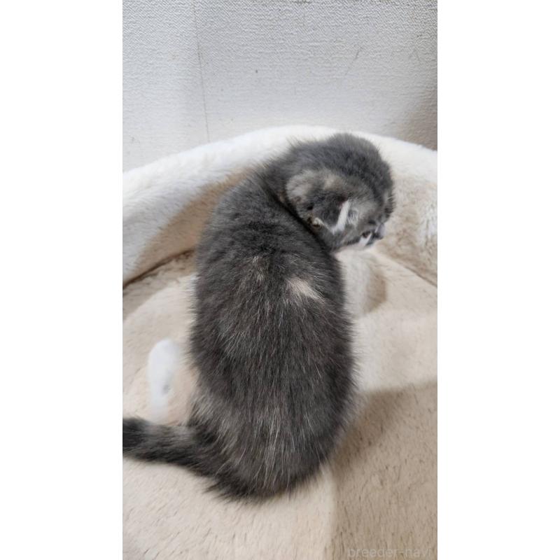 販売中の鹿児島県のスコティッシュフォールド(折れ耳)-132952の7枚目