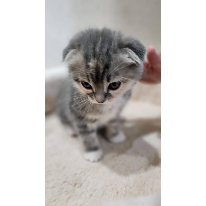 販売中の鹿児島県のスコティッシュフォールド(折れ耳)-132952の6枚目