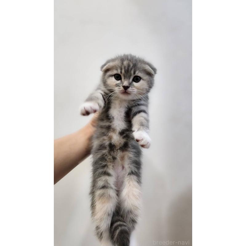 販売中の鹿児島県のスコティッシュフォールド(折れ耳)-132952の5枚目