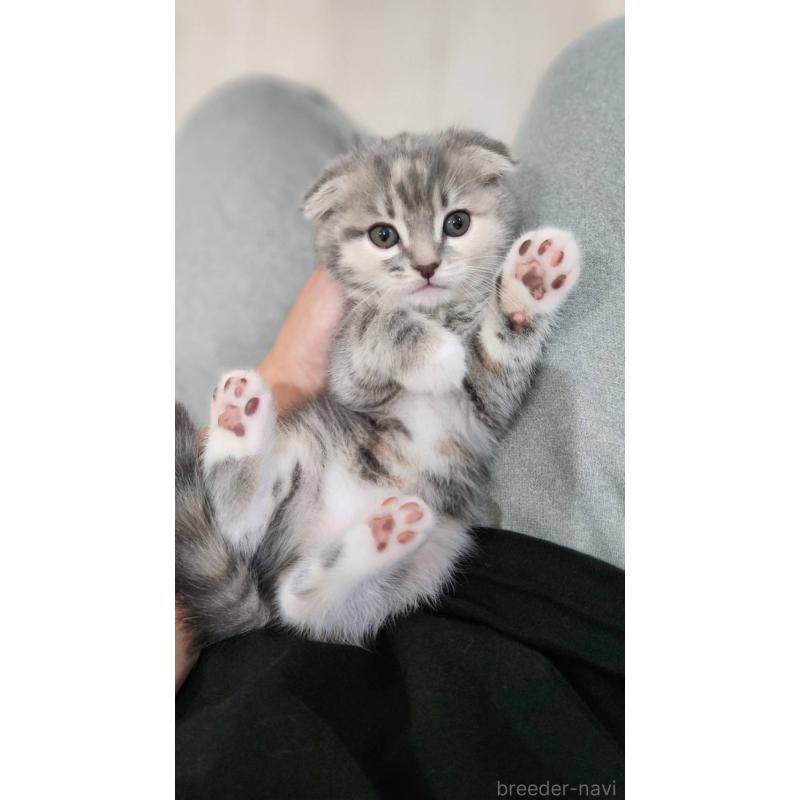 販売中の鹿児島県のスコティッシュフォールド(折れ耳)-132952の4枚目