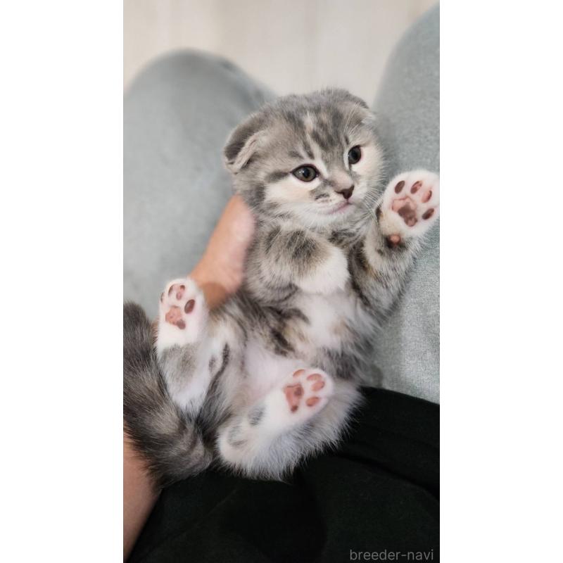 販売中の鹿児島県のスコティッシュフォールド(折れ耳)-132952の3枚目