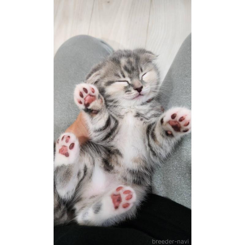 販売中の鹿児島県のスコティッシュフォールド(折れ耳)-132952の2枚目
