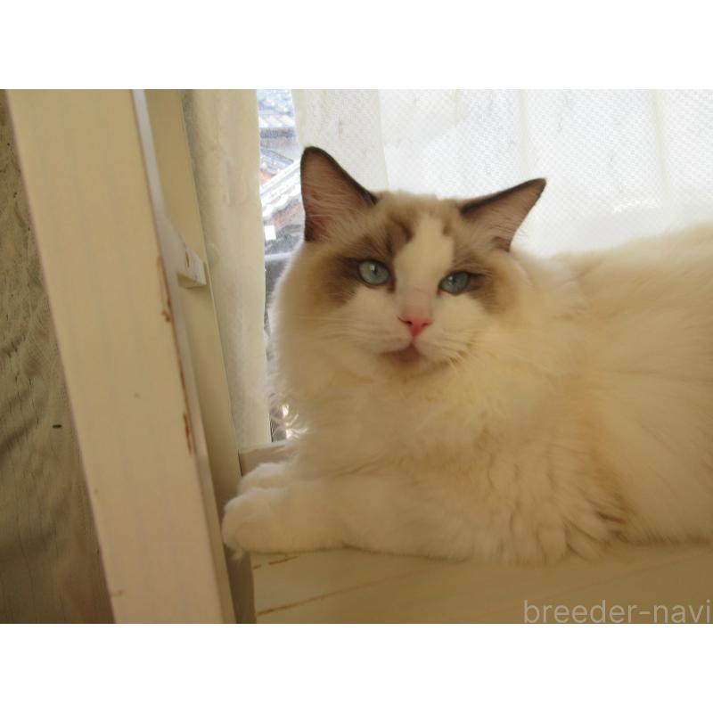 販売中の大分県のラグドール-121137の4枚目