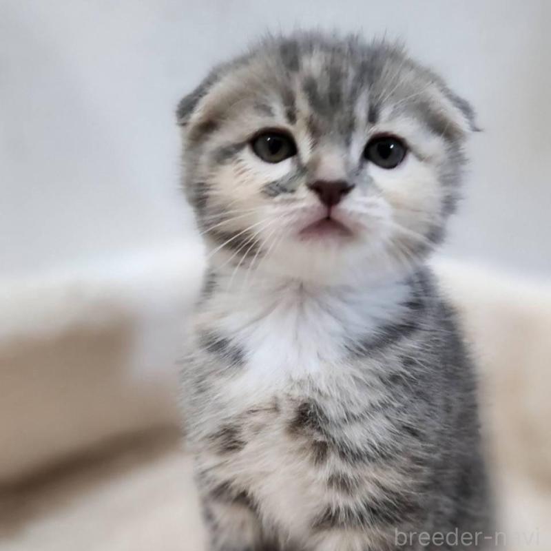 販売中の鹿児島県のスコティッシュフォールド(折れ耳)-132952の1枚目