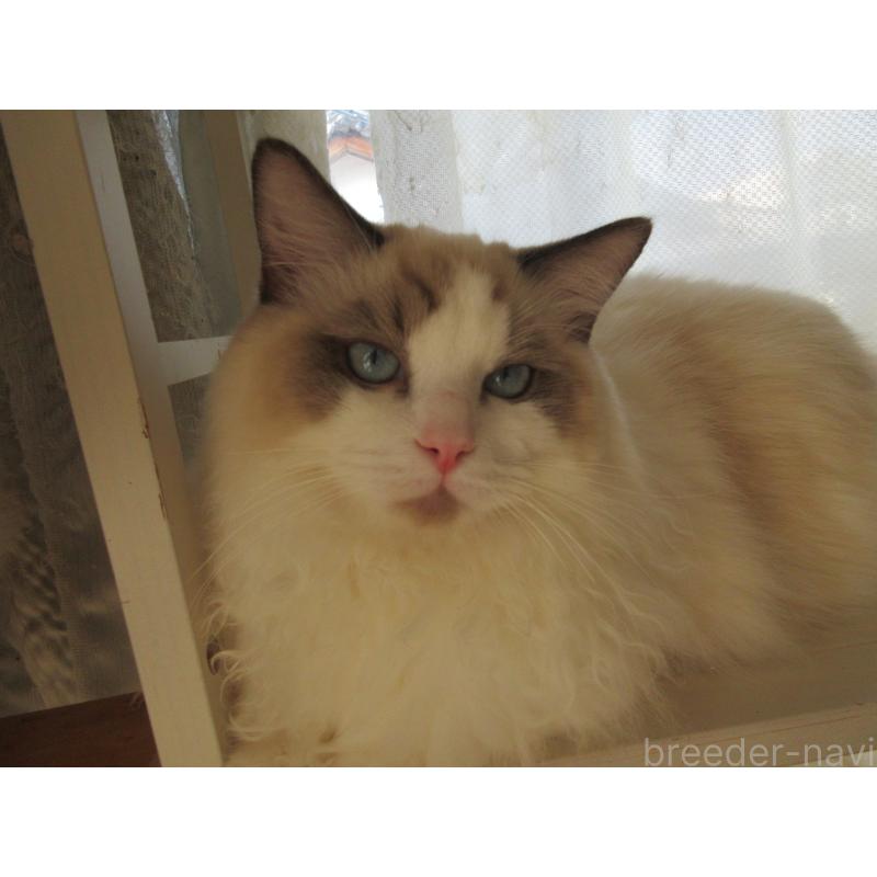 販売中の大分県のラグドール-121137の3枚目