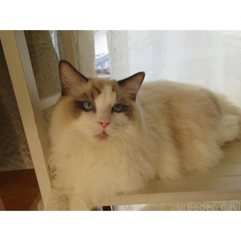 販売中の大分県のラグドール-121137の2枚目