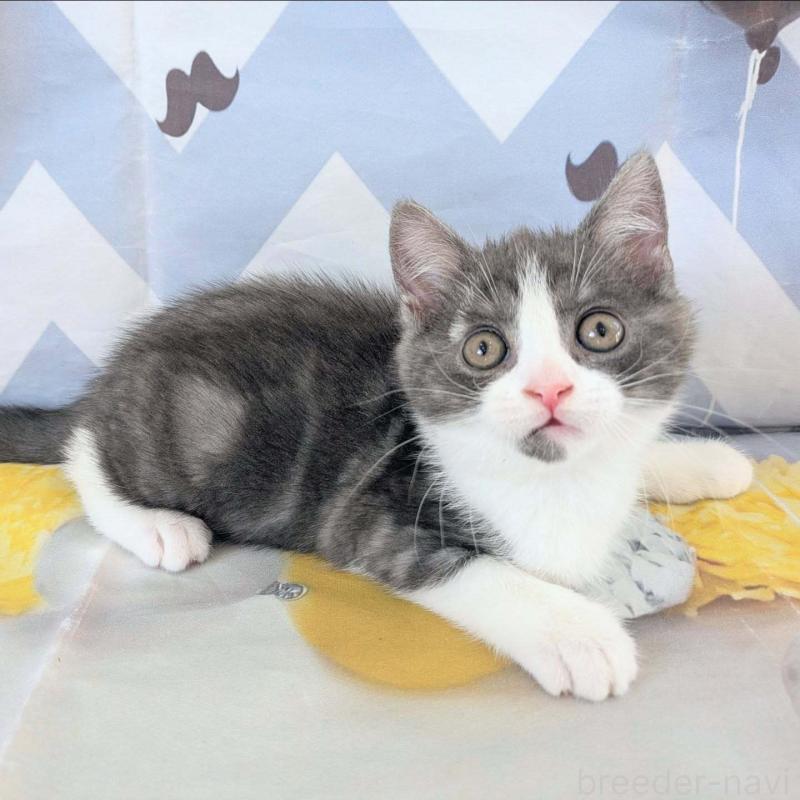 販売中の埼玉県のマンチカン-132953の6枚目