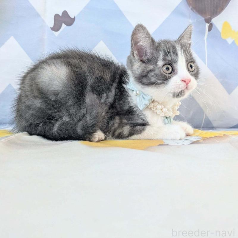 販売中の埼玉県のマンチカン-132953の5枚目