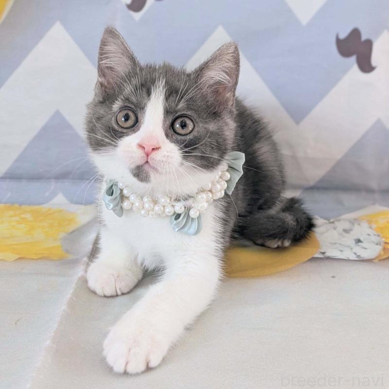 販売中の埼玉県のマンチカン-132953の4枚目