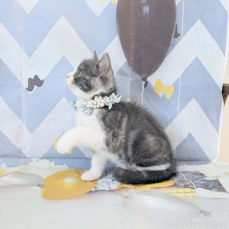 販売中の埼玉県のマンチカン-132953の3枚目