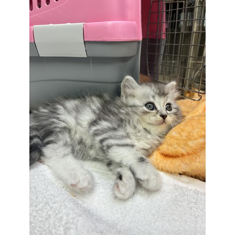 商談中の愛知県のサイベリアン-132955の4枚目