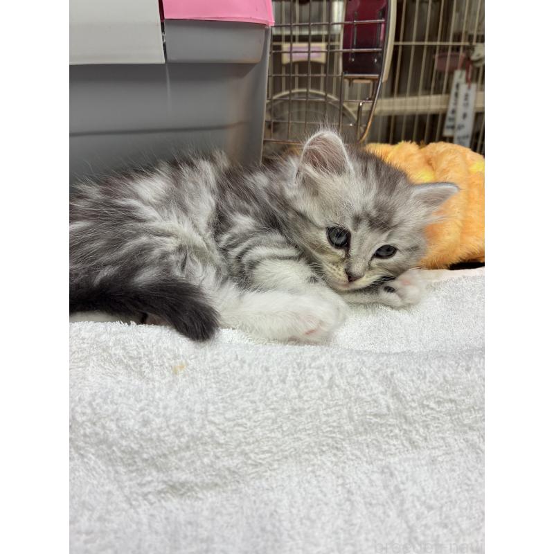 商談中の愛知県のサイベリアン-132955の3枚目