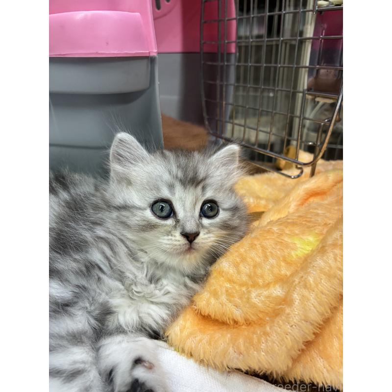 商談中の愛知県のサイベリアン-132955の2枚目