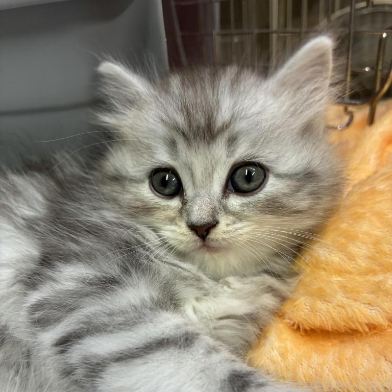 商談中の愛知県のサイベリアン-132955の1枚目