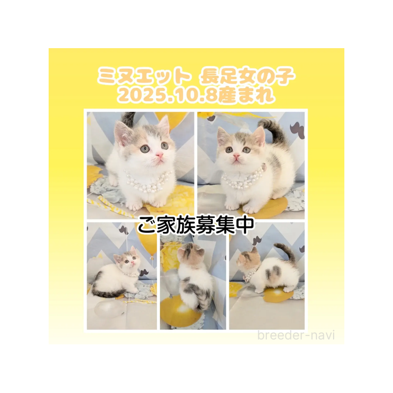 商談中の埼玉県のミヌエット(短足)-132956の1枚目