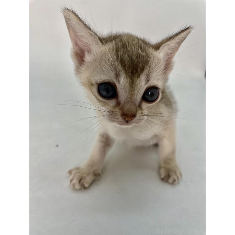 販売中の千葉県のシンガプーラ-132957の14枚目