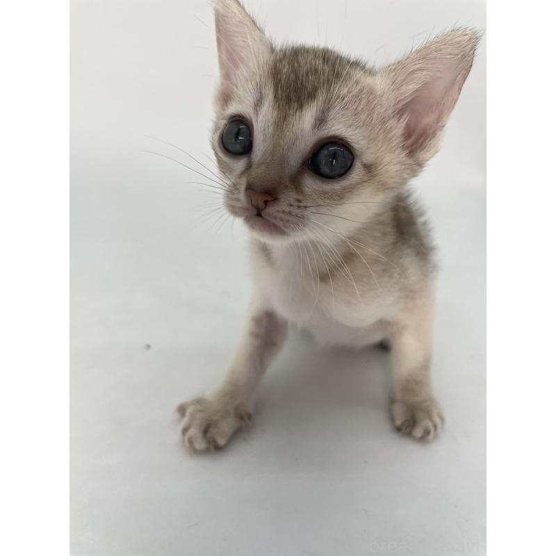 販売中の千葉県のシンガプーラ-132957の13枚目