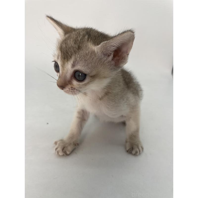 販売中の千葉県のシンガプーラ-132957の11枚目