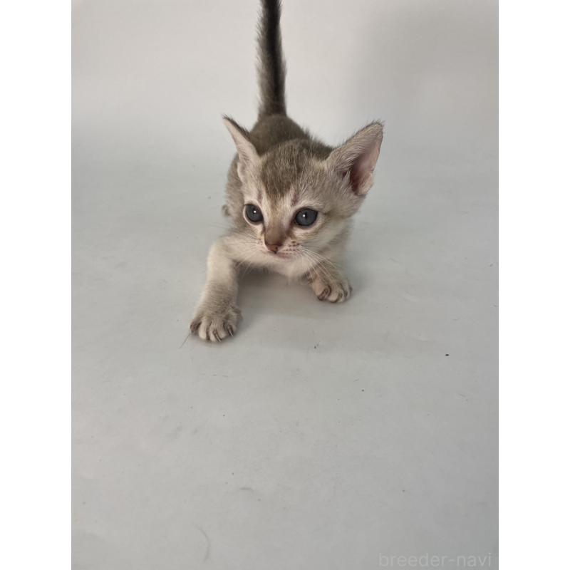 販売中の千葉県のシンガプーラ-132957の10枚目