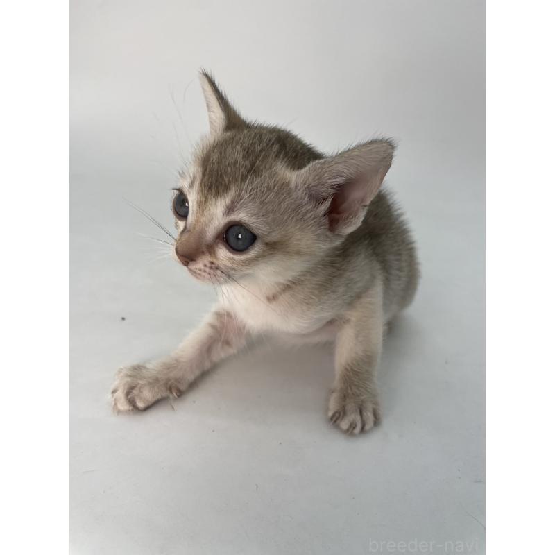 販売中の千葉県のシンガプーラ-132957の7枚目