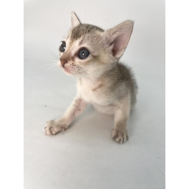 販売中の千葉県のシンガプーラ-132957の6枚目