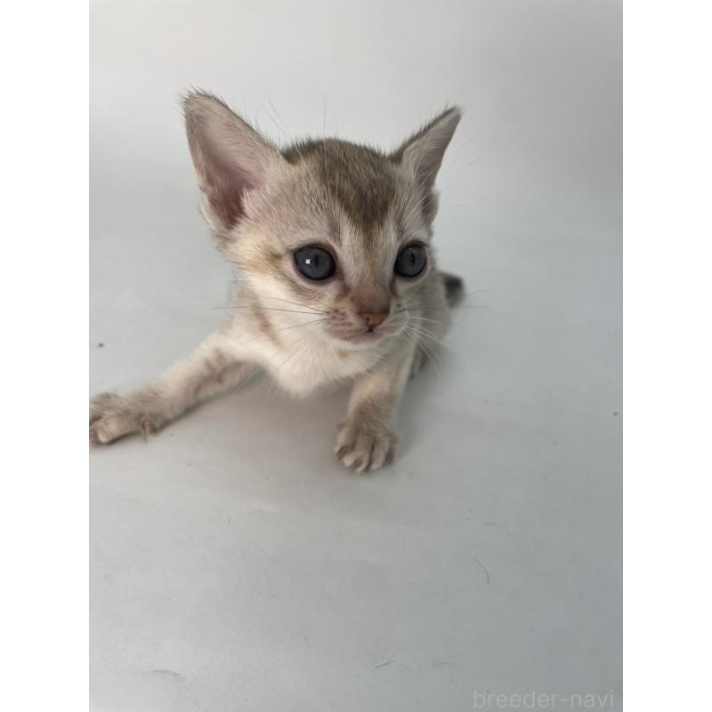 販売中の千葉県のシンガプーラ-132957の4枚目