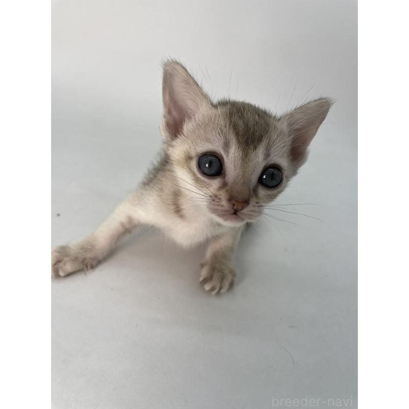 販売中の千葉県のシンガプーラ-132957の2枚目