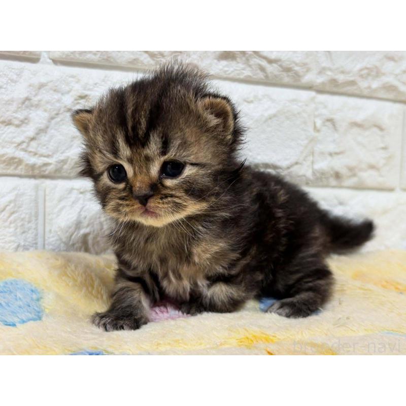 販売中の山梨県のスコティッシュフォールド-132958の2枚目