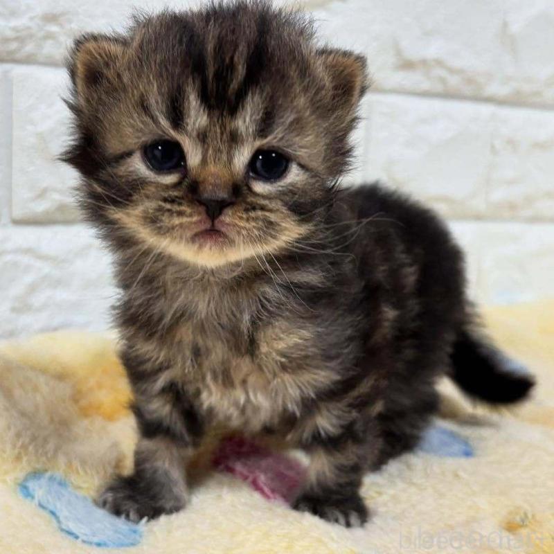 販売中の山梨県のスコティッシュフォールド-132958