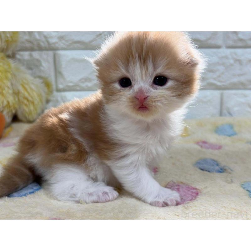 販売中の山梨県のスコティッシュフォールド(折れ耳)-132959の3枚目