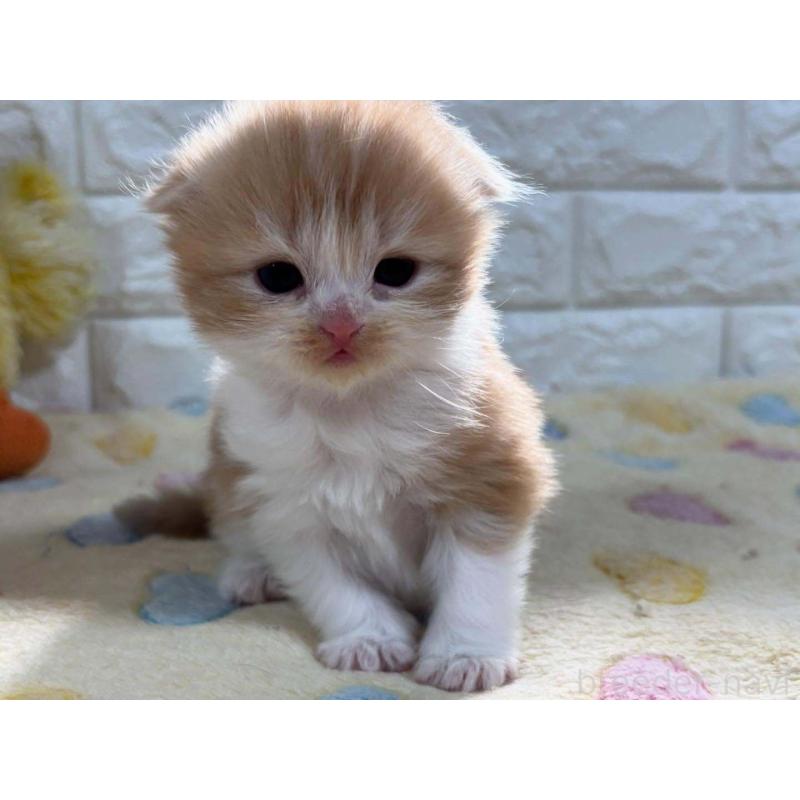 販売中の山梨県のスコティッシュフォールド(折れ耳)-132959の2枚目