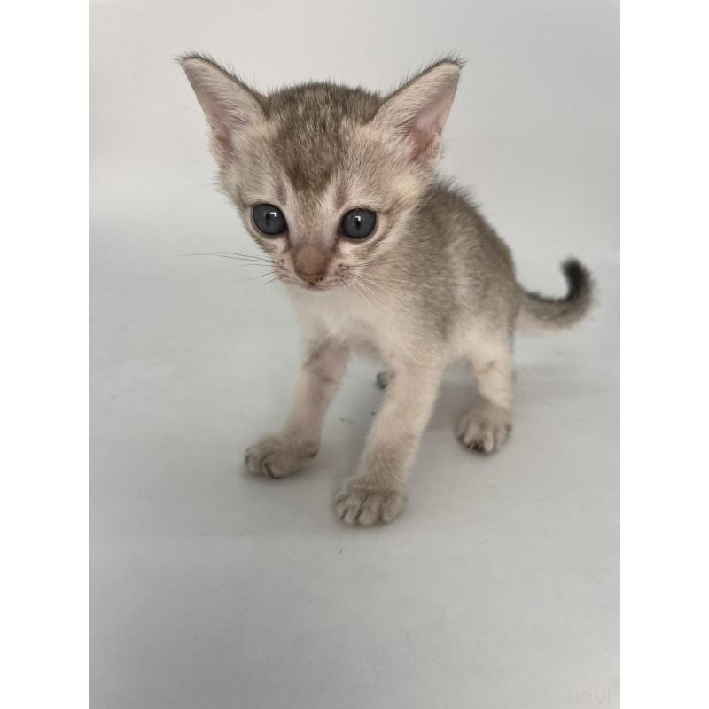 販売中の千葉県のシンガプーラ-132961の13枚目