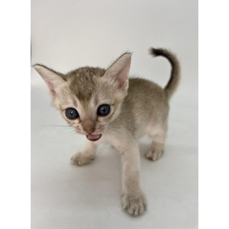 販売中の千葉県のシンガプーラ-132961の12枚目