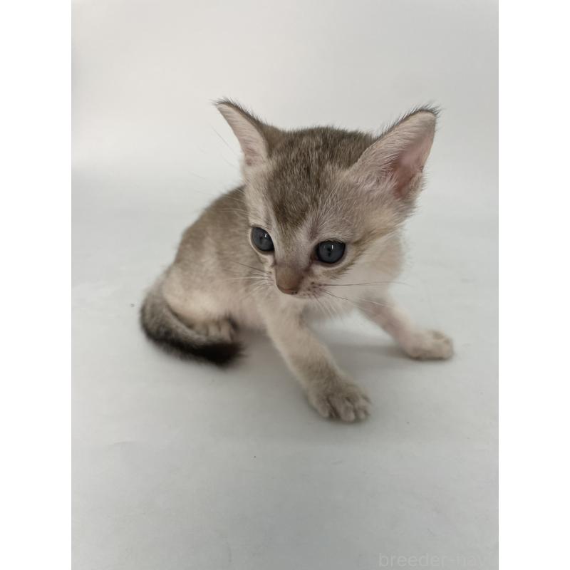 販売中の千葉県のシンガプーラ-132961の11枚目