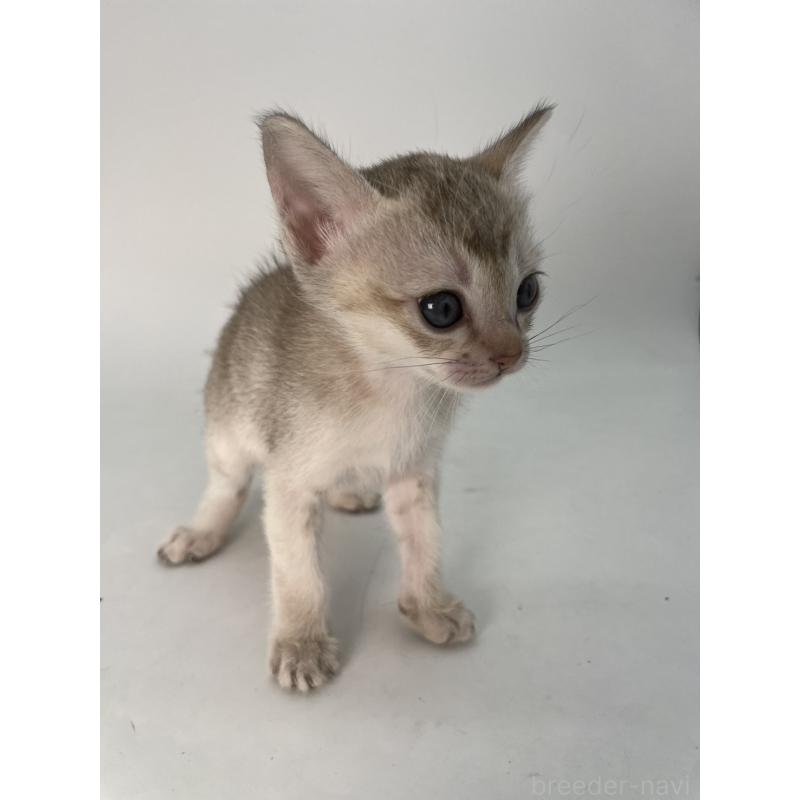 販売中の千葉県のシンガプーラ-132961の10枚目