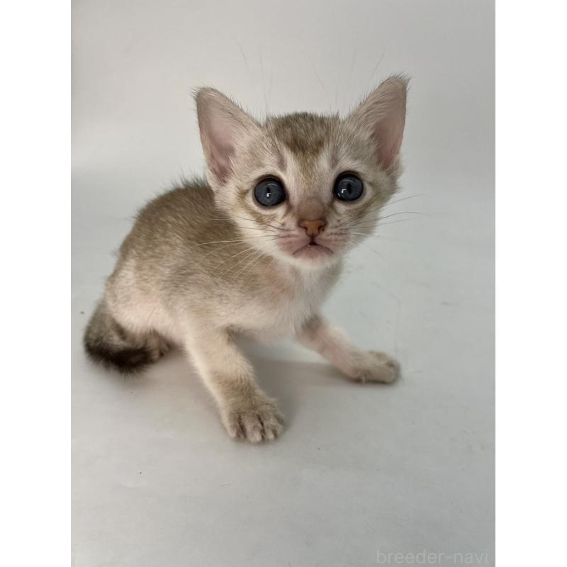 販売中の千葉県のシンガプーラ-132961の9枚目