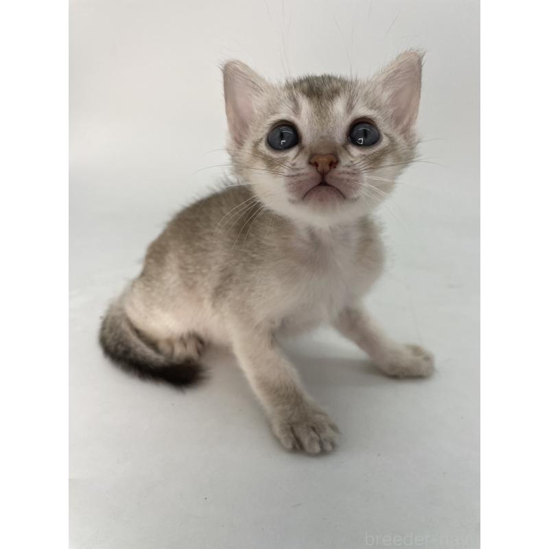 販売中の千葉県のシンガプーラ-132961の8枚目