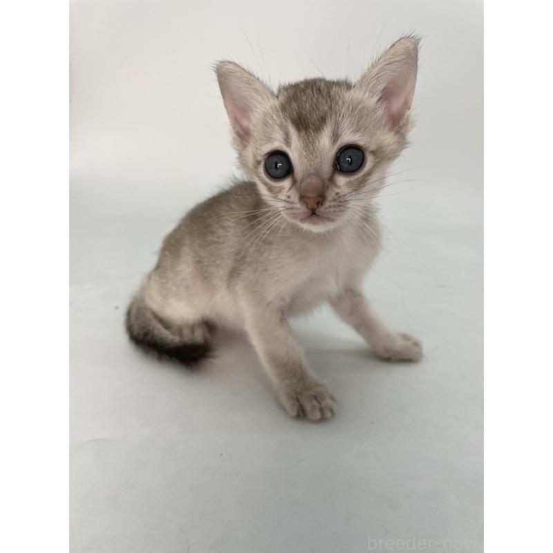 販売中の千葉県のシンガプーラ-132961の7枚目