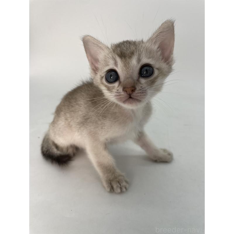 販売中の千葉県のシンガプーラ-132961の6枚目