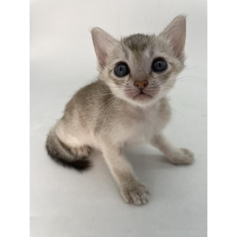 販売中の千葉県のシンガプーラ-132961の5枚目