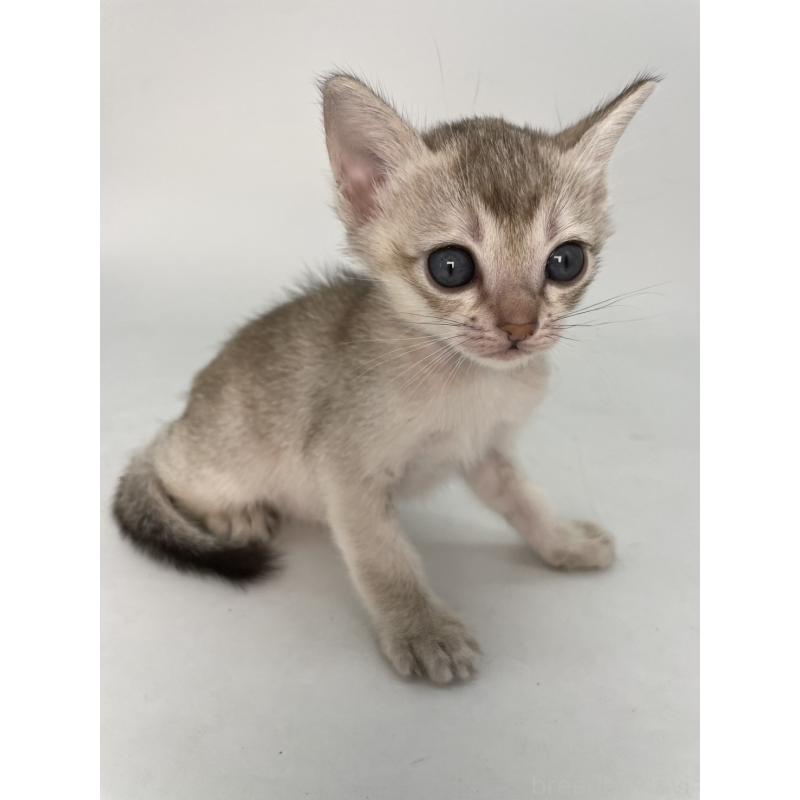 販売中の千葉県のシンガプーラ-132961の4枚目