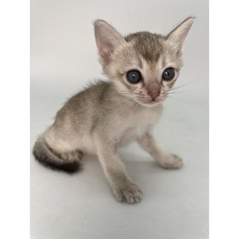 販売中の千葉県のシンガプーラ-132961の3枚目