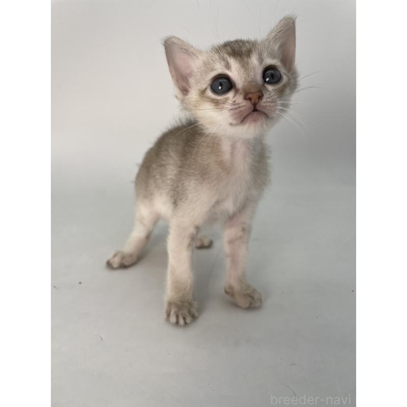 販売中の千葉県のシンガプーラ-132961の2枚目