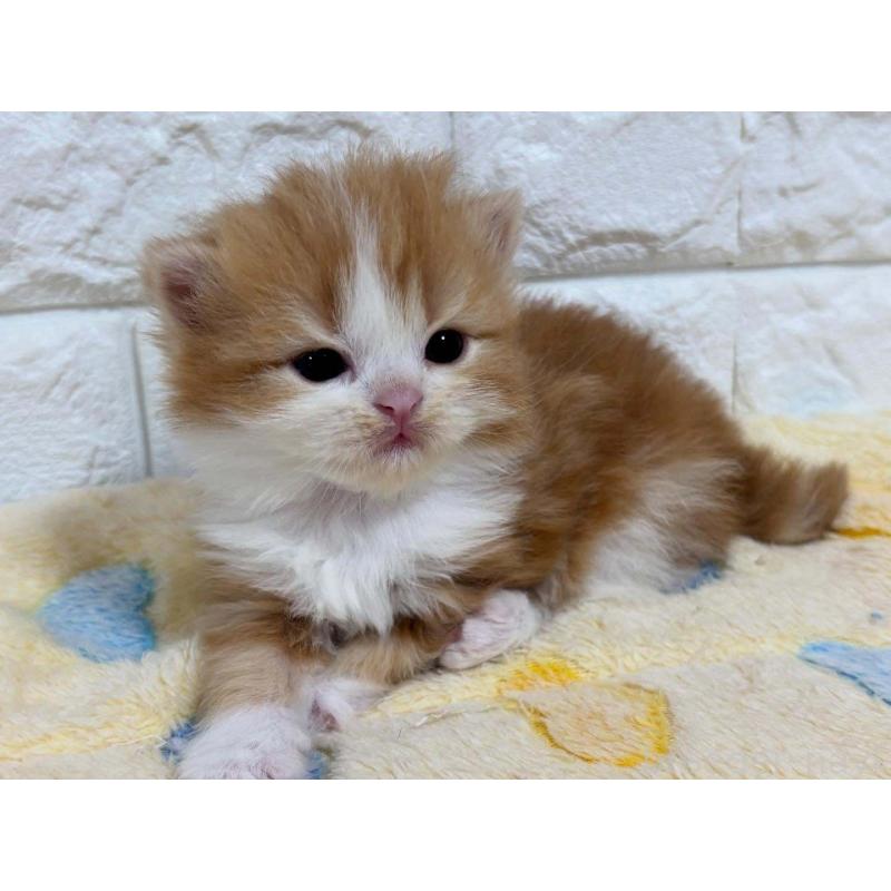 販売中の山梨県のスコティッシュフォールド-132960の2枚目