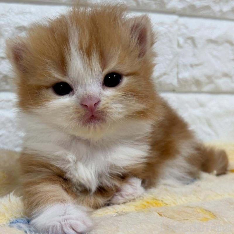 販売中の山梨県のスコティッシュフォールド-132960